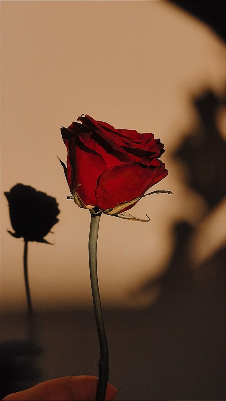 Dark Roses